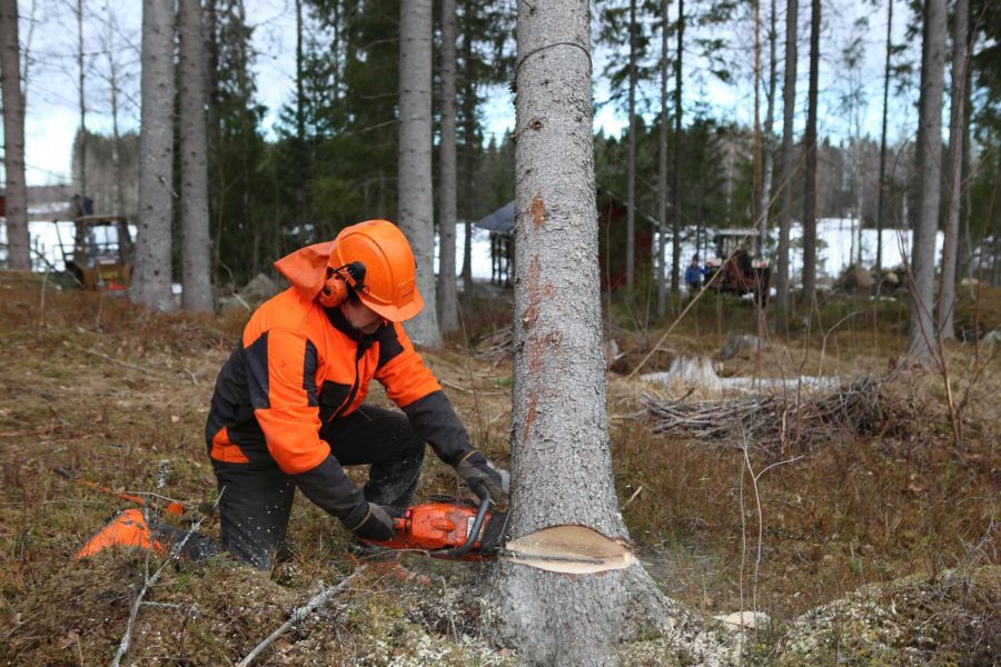 A logger cutting a tree with chainsaw in the forest