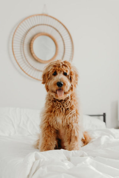 Image of a long coated brown pet dog in happy mood depicting the best dog camera for him